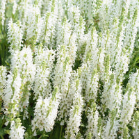 Salvia nemorosa 'Apex™ White' - [EG]