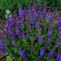 Salvia nemorosa 'Violet Profusion' - [EG]