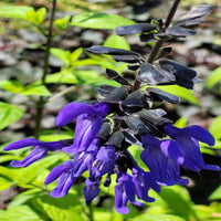 Salvia guaranitica 'Black & Blue'