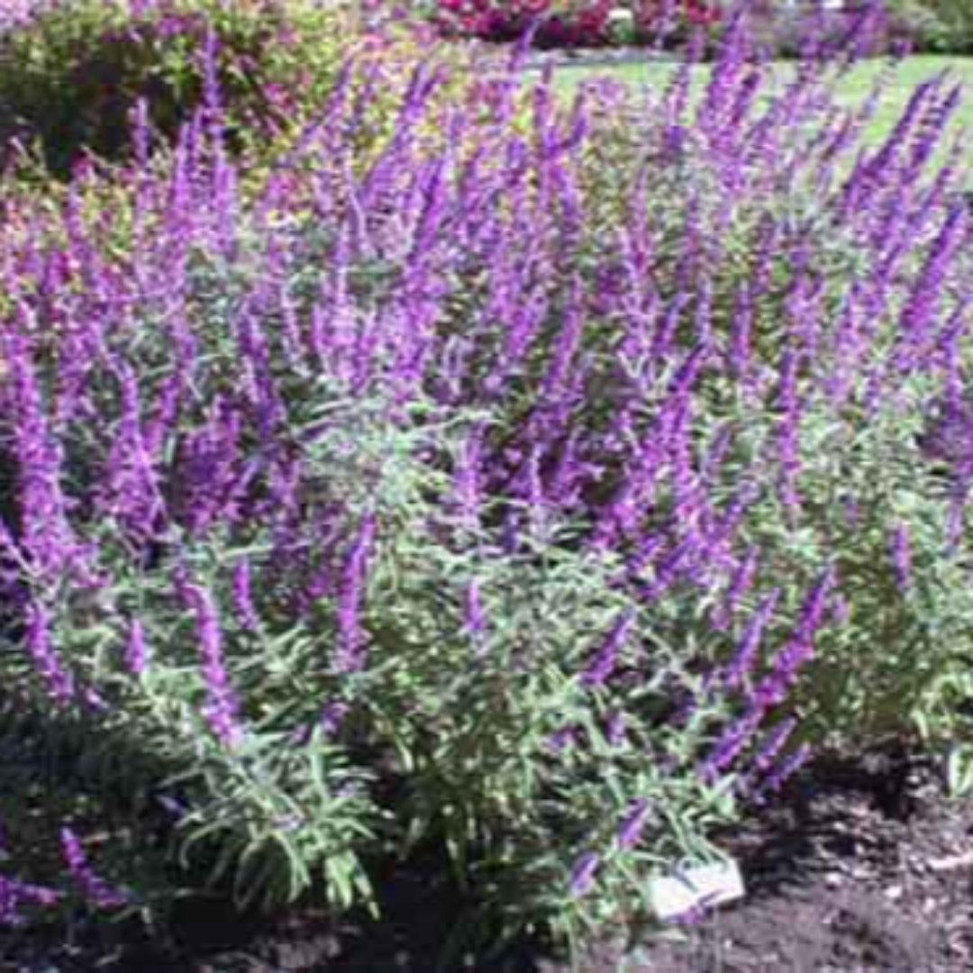 Salvia leucantha &