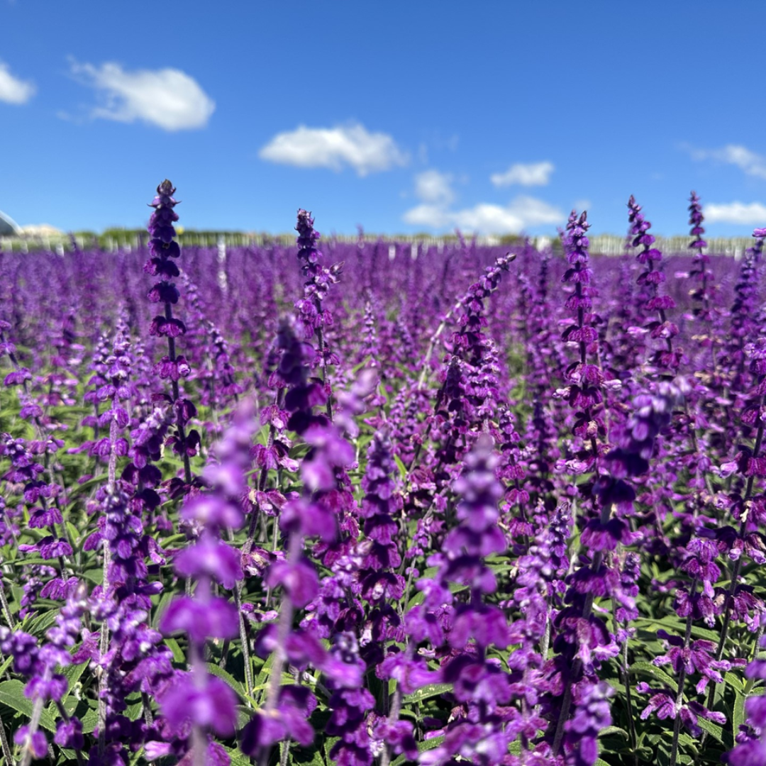 Salvia leucantha &