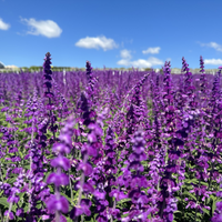 Salvia leucantha 'Santa Barbara' - [EG]