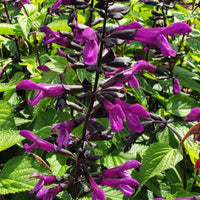 Salvia guarantica Bodacious 'Smokey Jazz' - [EG]
