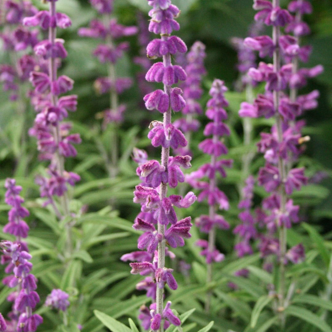 Salvia leucantha &