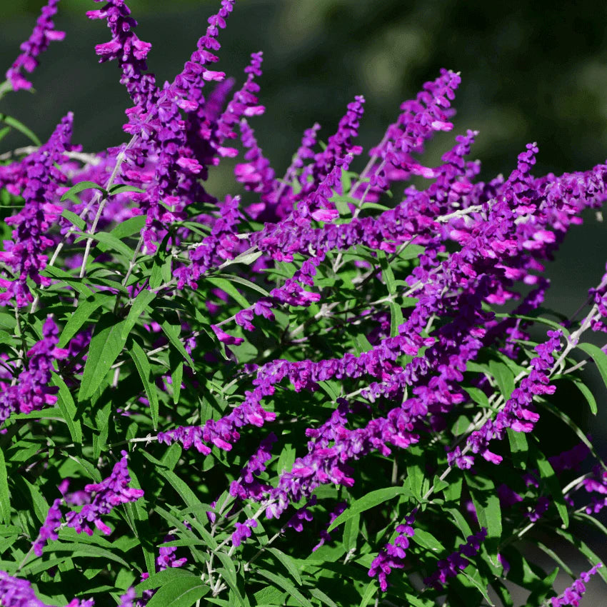 Salvia leucantha &