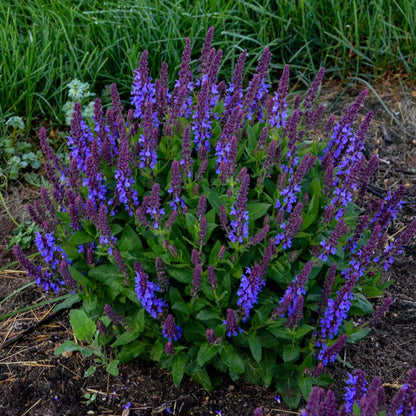 Salvia nemorosa &