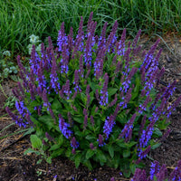 Salvia nemorosa 'Violet Profusion' - [EG]