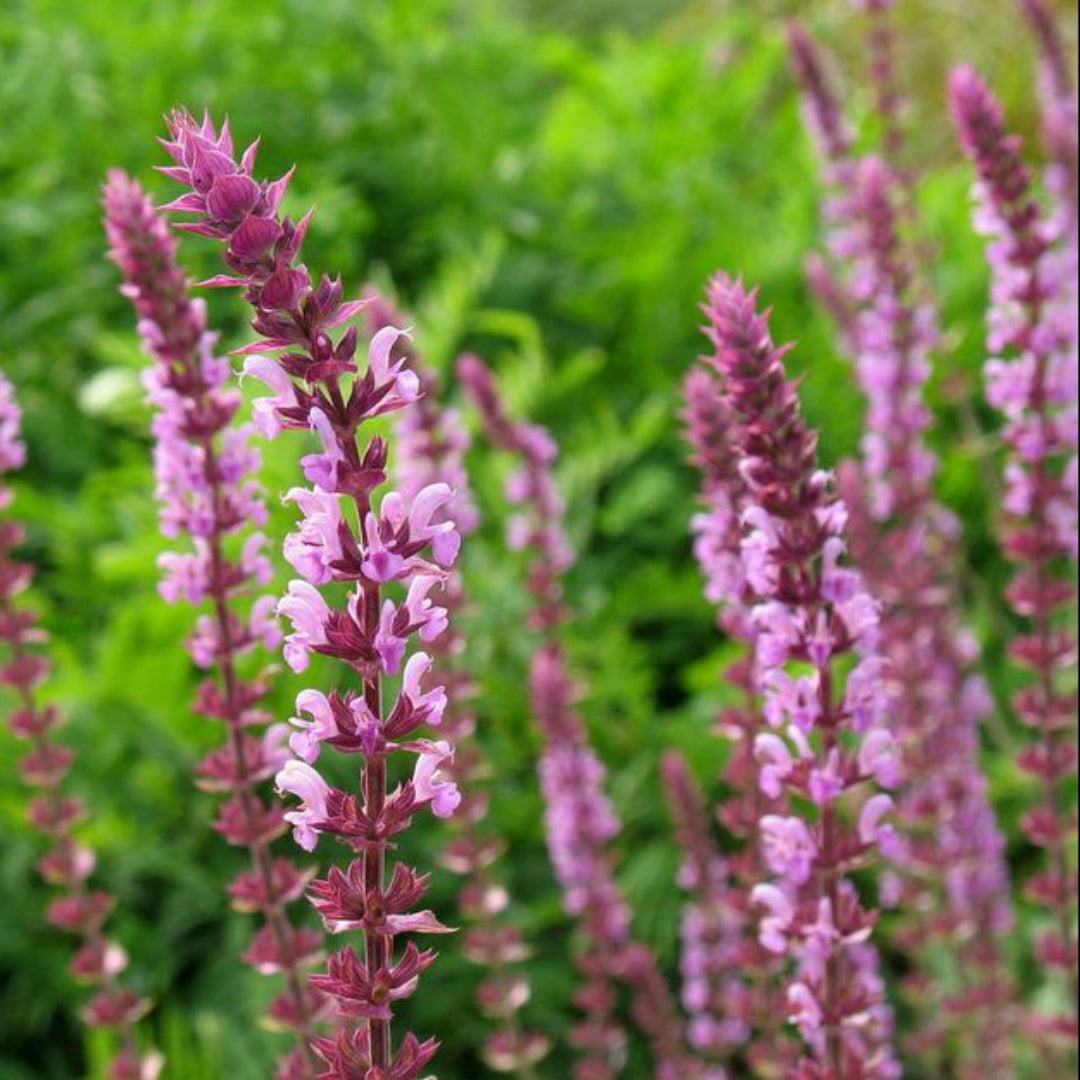 Salvia nemorosa &