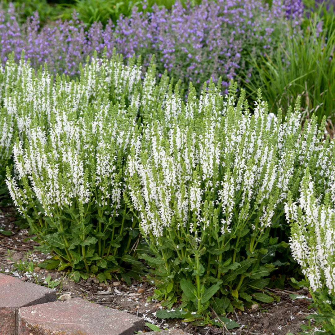 Salvia nemorosa &