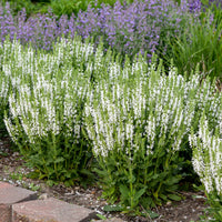 Salvia nemorosa 'White Profusion' - [EG]