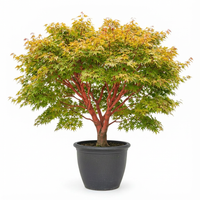 Sango Kaku Japanese Maple