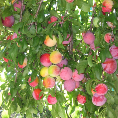 Mature Santa Rosa Plum Tree with red-purple plums