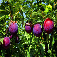 Close-up of Santa Rosa Plum fruits on the tree