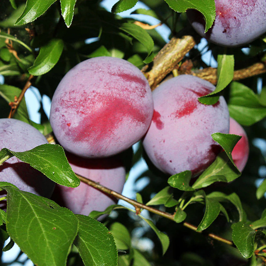 Healthy Santa Rosa Plum Tree in nursery pot
