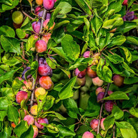 Santa Rosa Plum Tree growing in Bee Better Teaching Garden