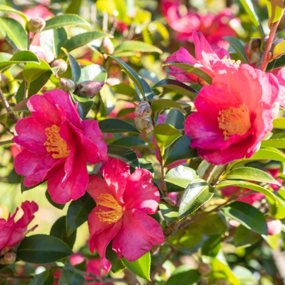 Brandys Temper Camellia