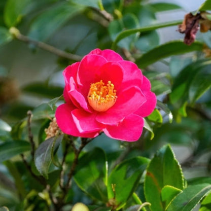 Brandys Temper Camellia