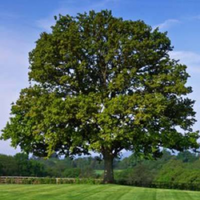 Sawtooth Oak Tree