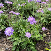 Scabiosa columbaria 'Butterfly Blue' Pincushion Flower - [EG]