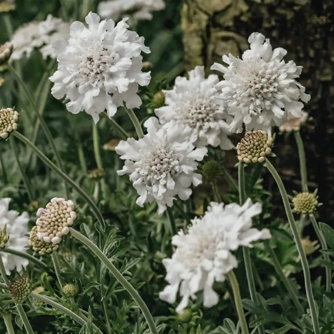 Scabiosa columbaria &
