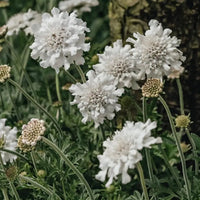 Scabiosa columbaria 'Flutter Pure White'