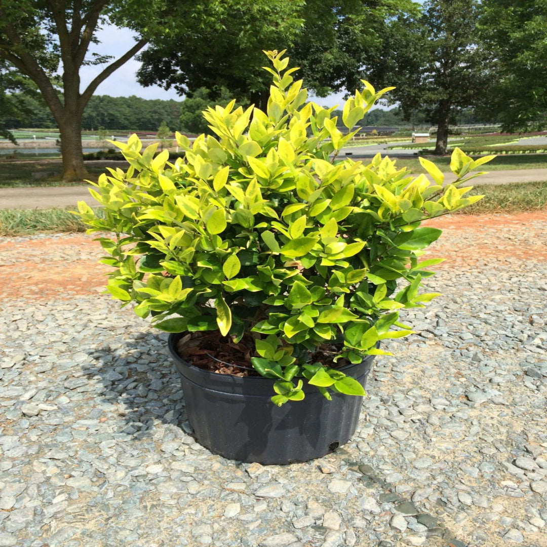Ligustrum Howardi