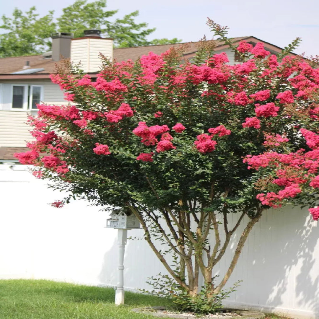 Colorama Scarlet Crape Myrtle