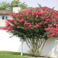 Colorama Scarlet Crape Myrtle