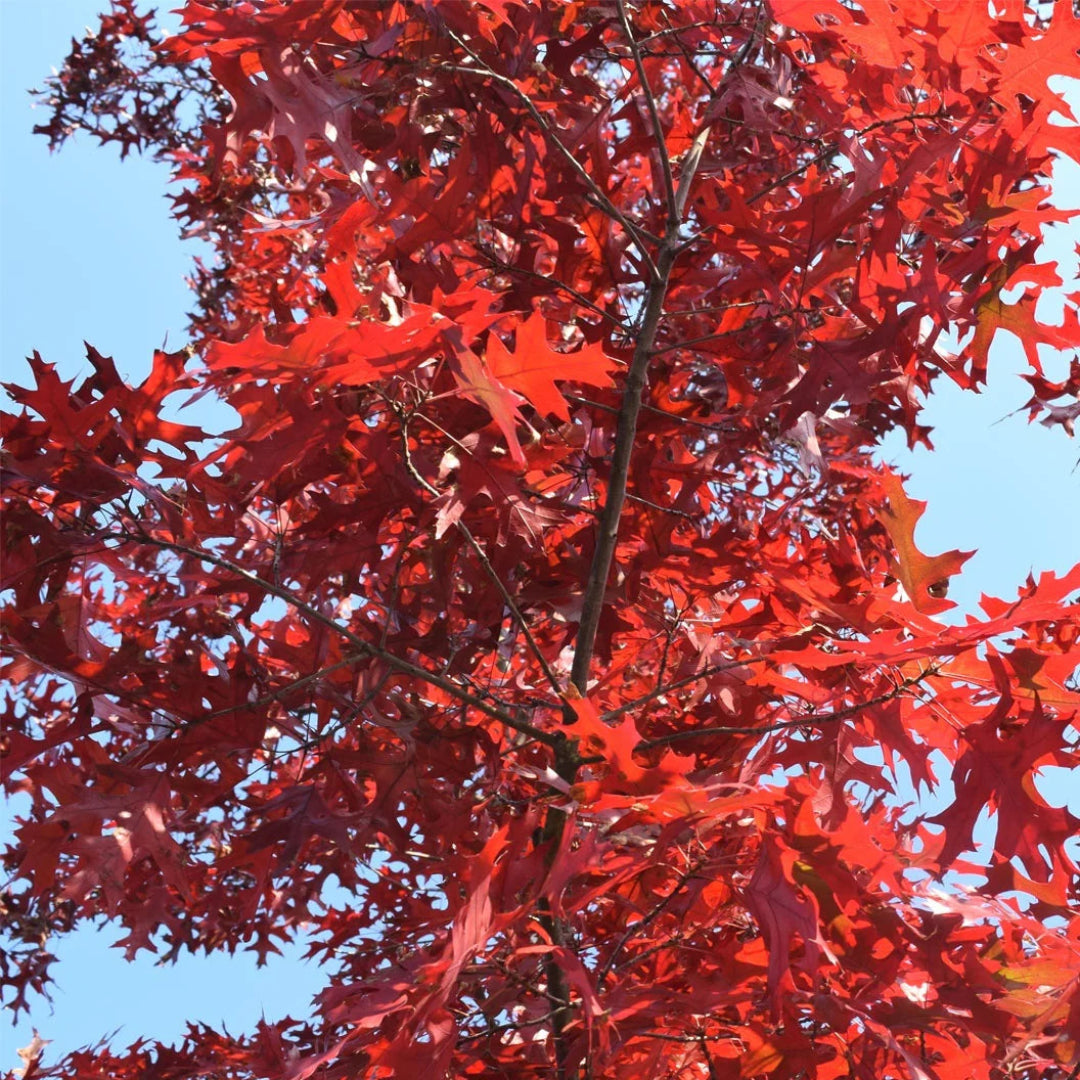 Red Oak Tree