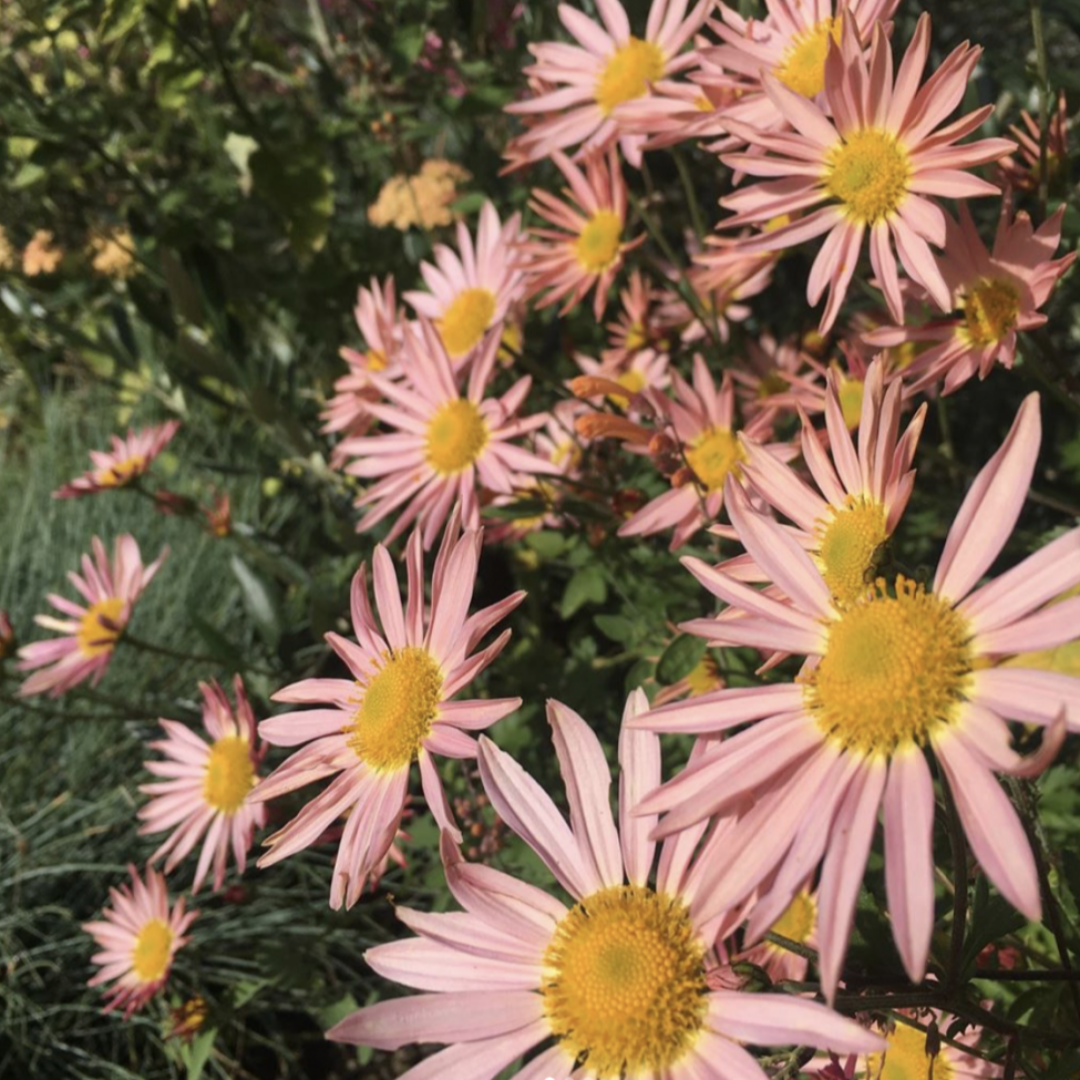 Sheffield Pink chrysanthemum plant flowering