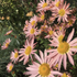 Sheffield Pink chrysanthemum plant flowering