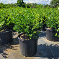 Compacta Japanese Holly Shrub
