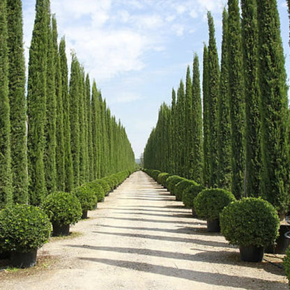 Italian Cypress is a Strikingly Thin Tall and Straight Evergreen Tree