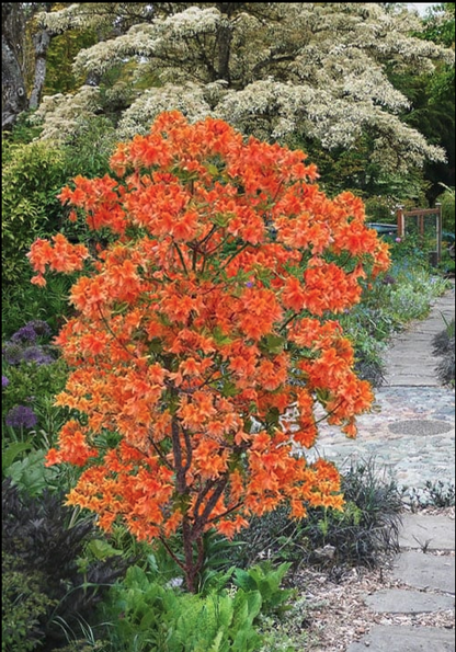 Orange Marmalade Azalea