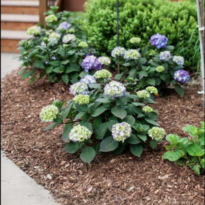 Bloomstruck Endless Summer Hydrangea