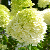 Compact Sweet Summer Hydrangea with Tall White Flowers