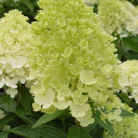 Sweet Summer Hydrangea Plant Blooming in Sunny Spaces