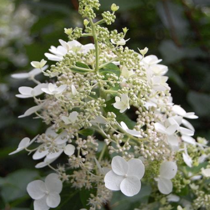 Unique Panicle Hydrangea