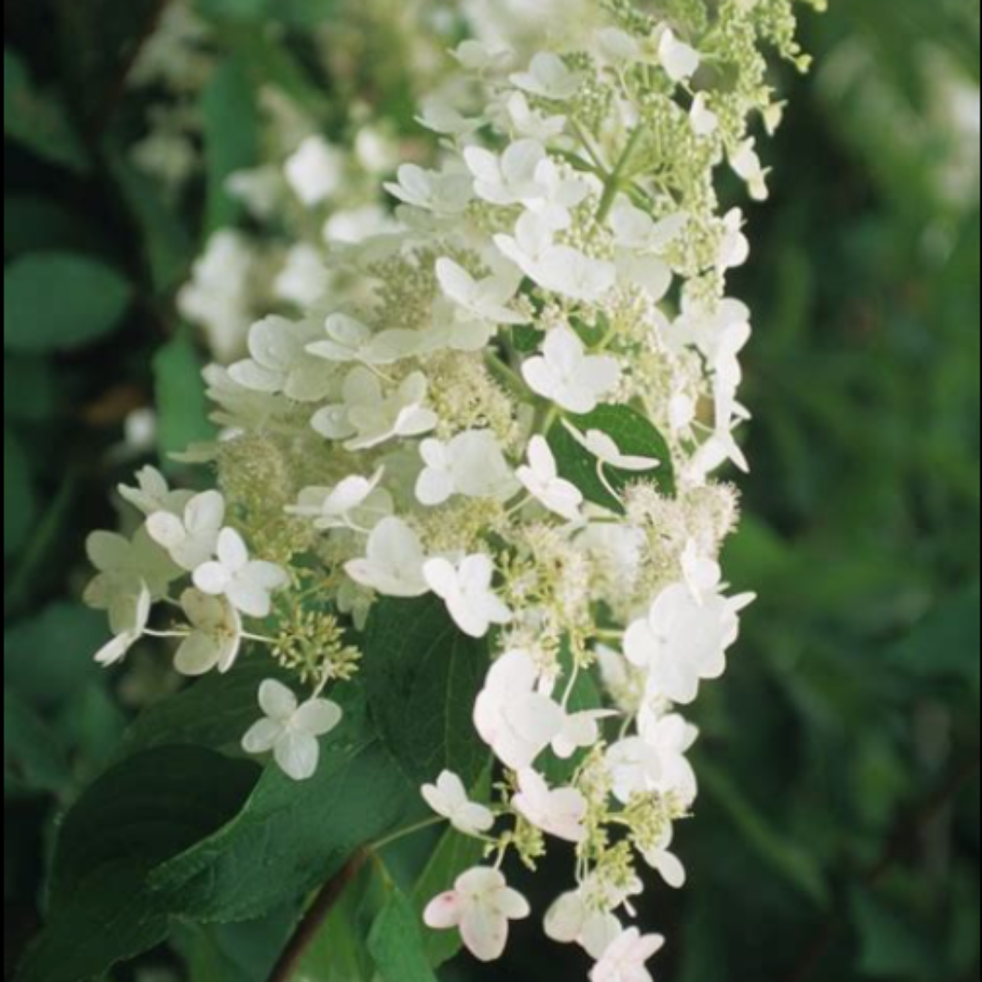 Unique Panicle Hydrangea