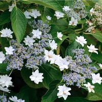 Hanabi Hydrangea garden display showing elegant white hanging flowers