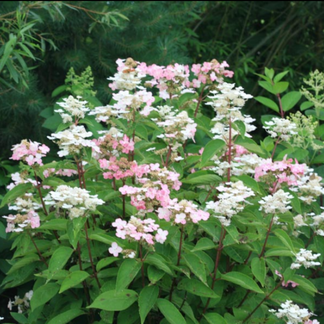 Hydrangea Paniculata Dharuma plant details and growth information chart from Pixies Gardens
