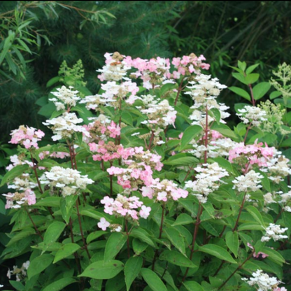 Hydrangea Paniculata Dharuma plant details and growth information chart from Pixies Gardens