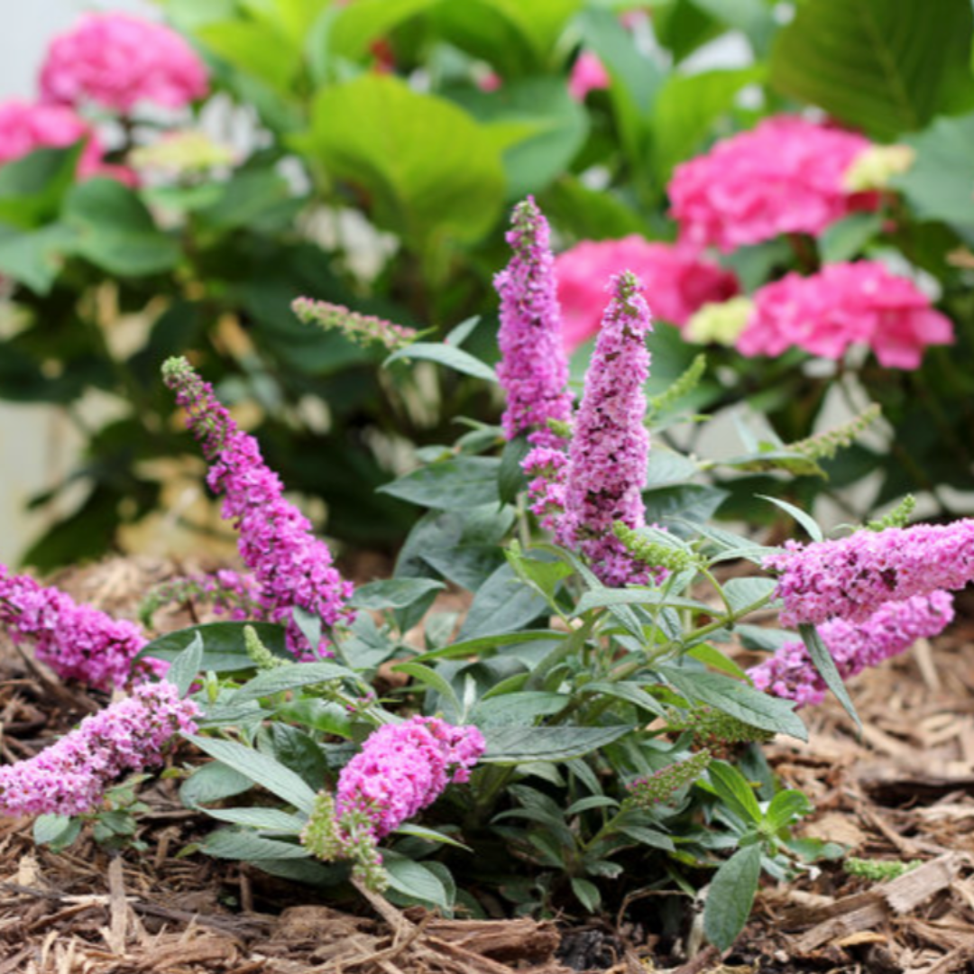 Butterfly Bush Lo &amp; Behold &