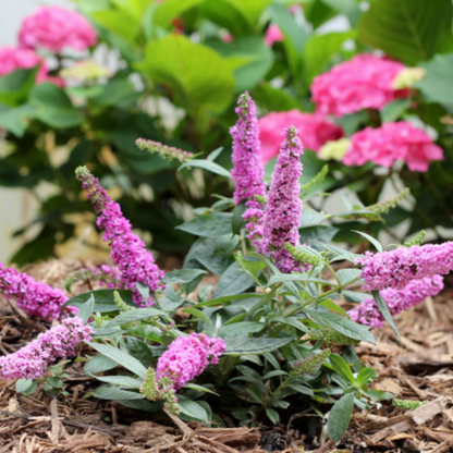 Butterfly Bush Lo &amp; Behold &