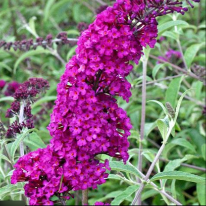 Butterfly Towers  Magenta Butterfly Bush
