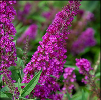 Butterfly Towers  Magenta Butterfly Bush