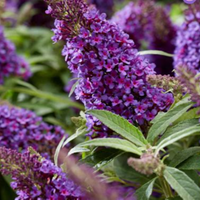 Li'l Grape  Butterfly Bush
