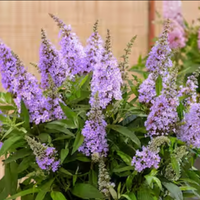 Li'l Grape  Butterfly Bush