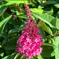 Li'l Taffy Butterfly Bush
