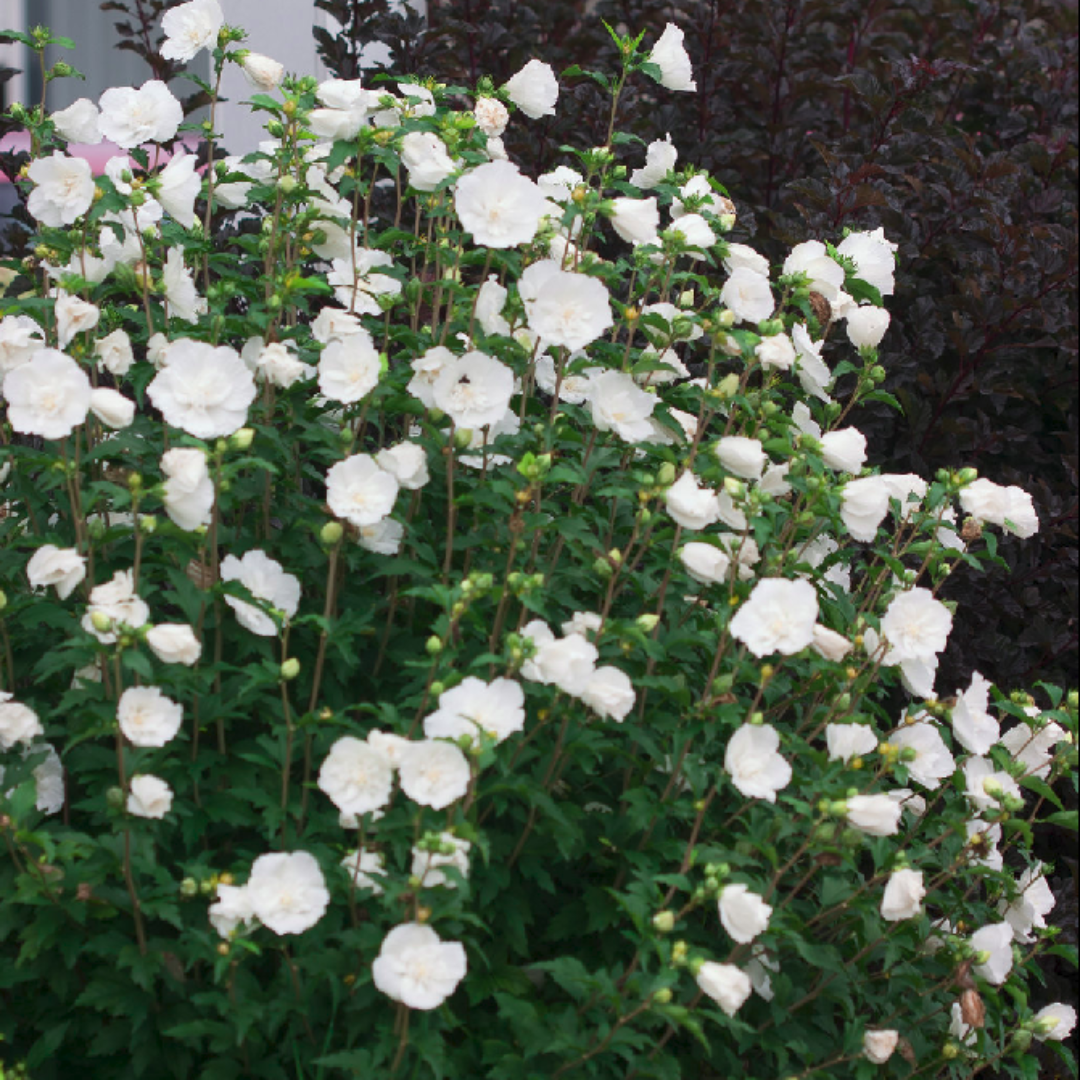 White Chiffon Hibiscus